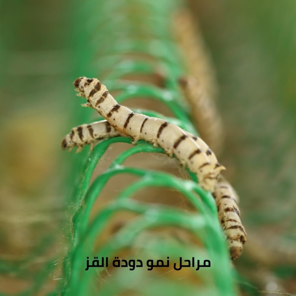 تعرف على دودة القز مع سمارت كير | دورة حياتها وأهميتها