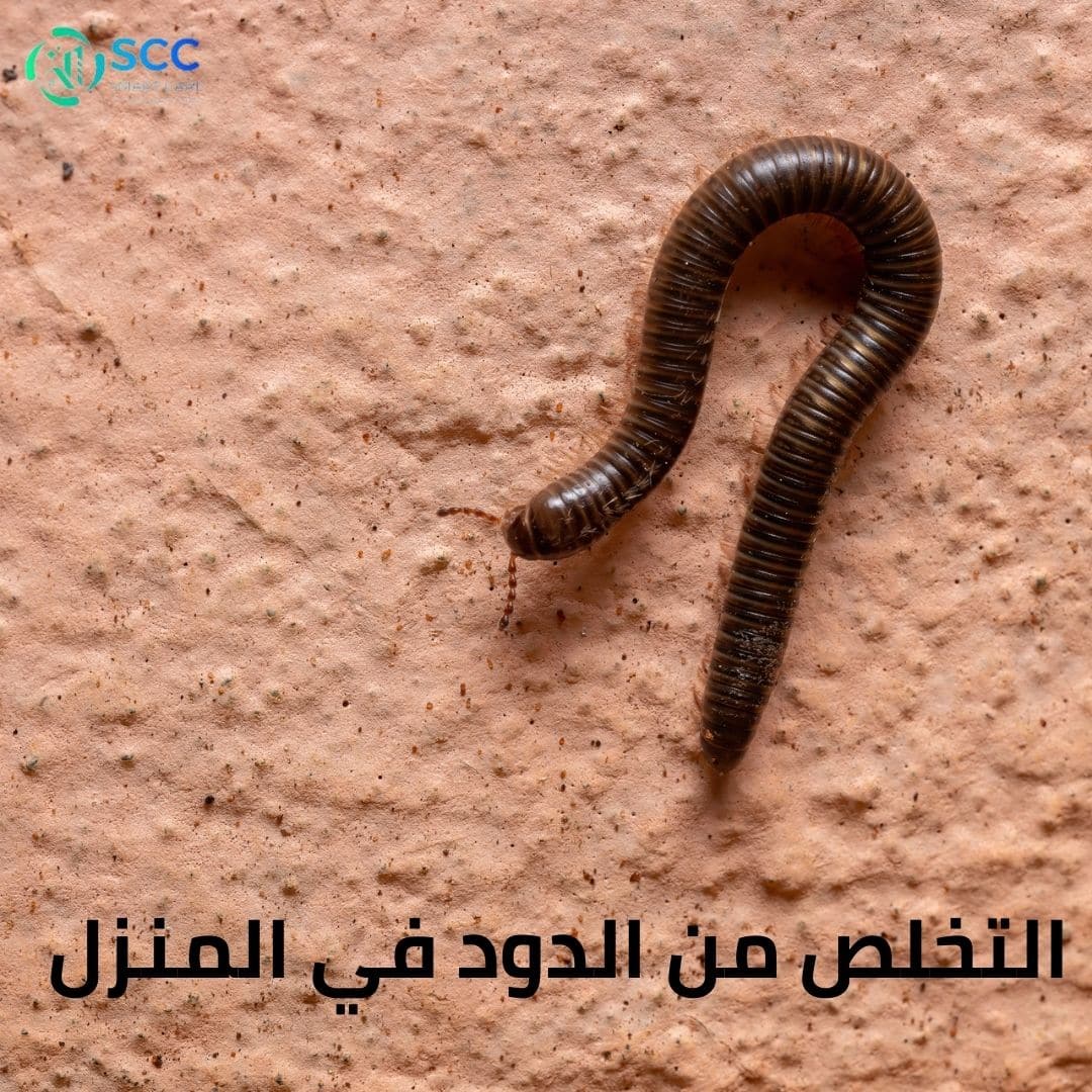 التخلص من الدود في المنزل