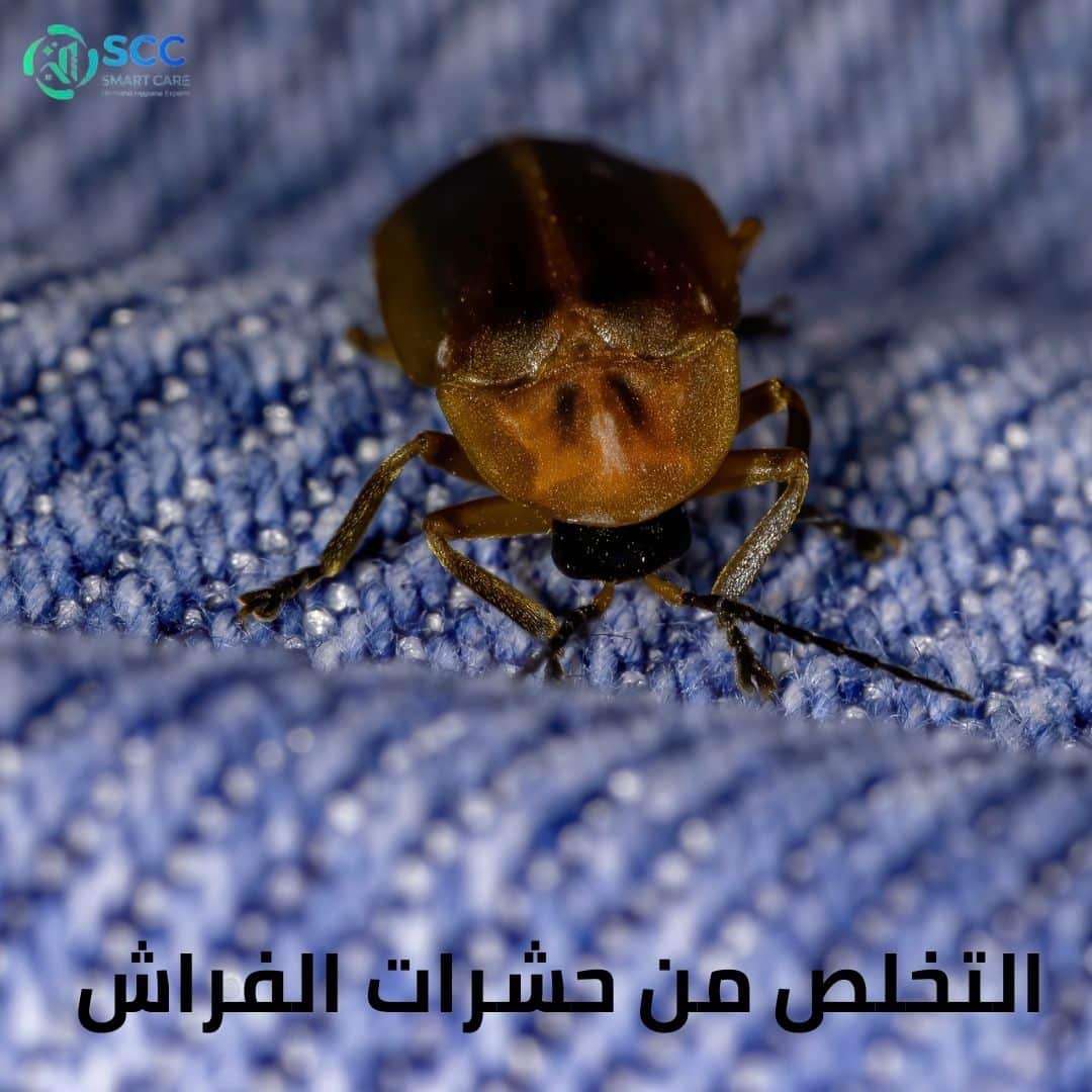 التخلص من حشرات الفراش