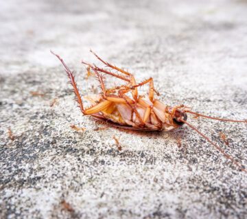 مكافحة الصراصير | Cockroach control