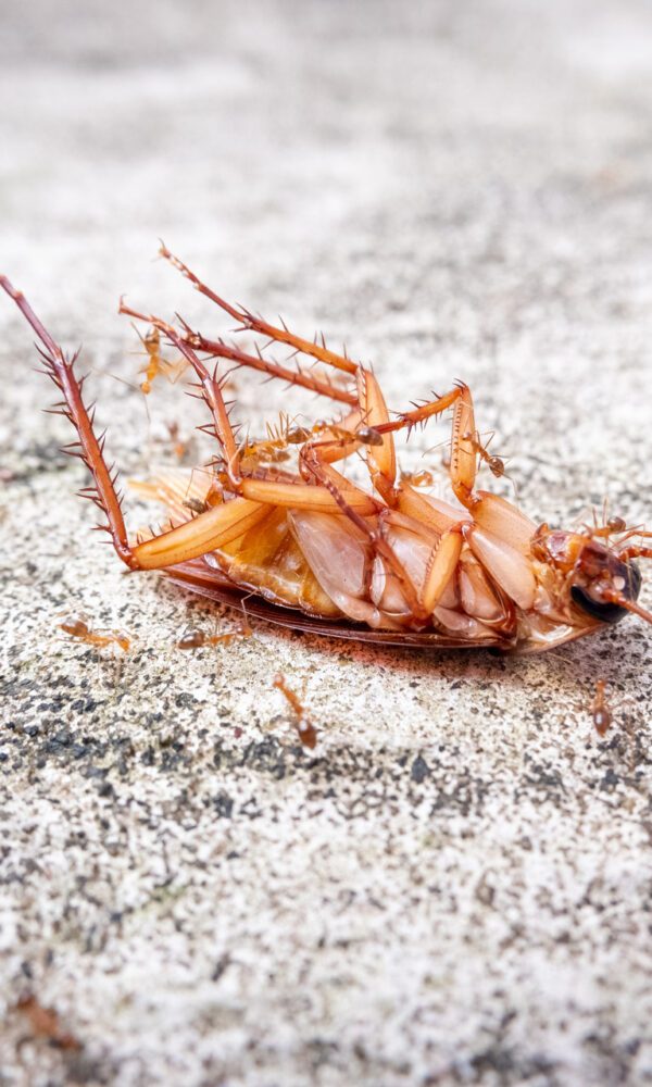 مكافحة الصراصير | Cockroach control