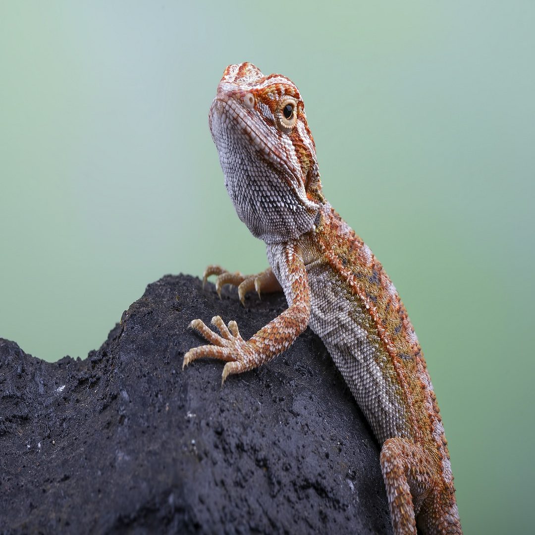 Fighting lizards