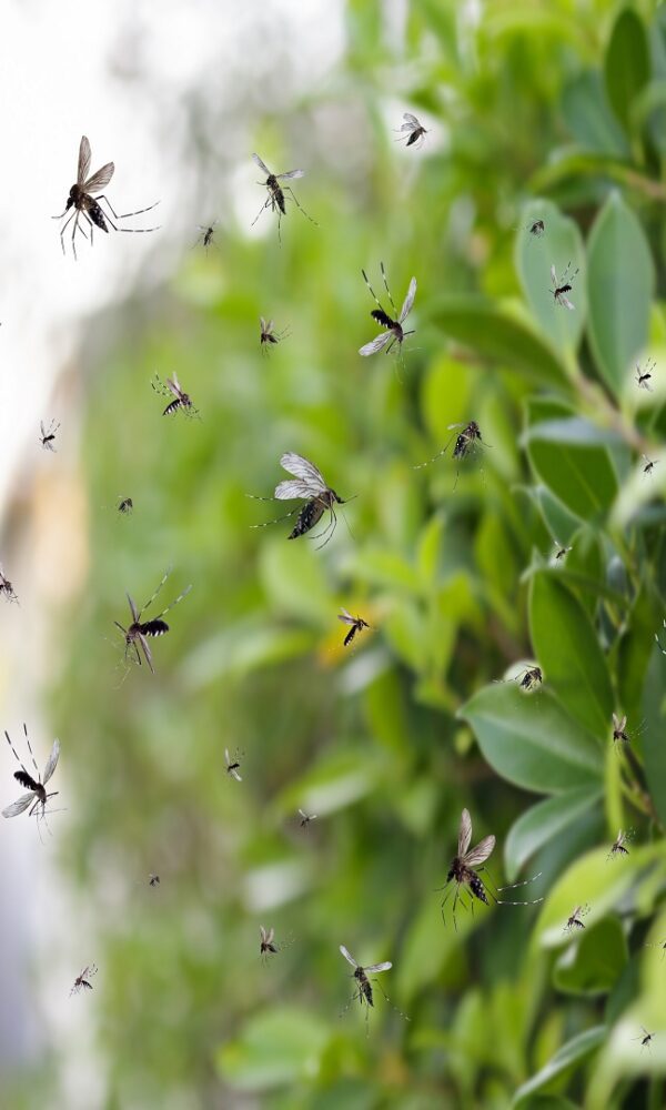 Fighting flying insects