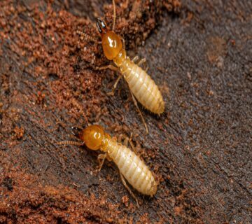 Termite control