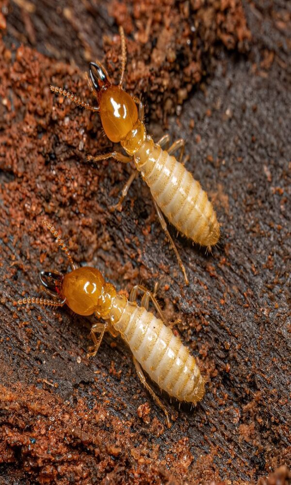 Termite control