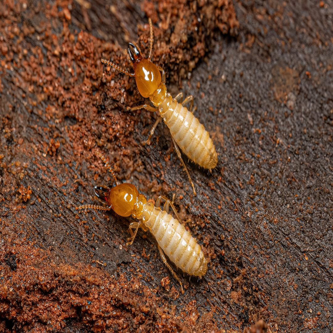 Termite control