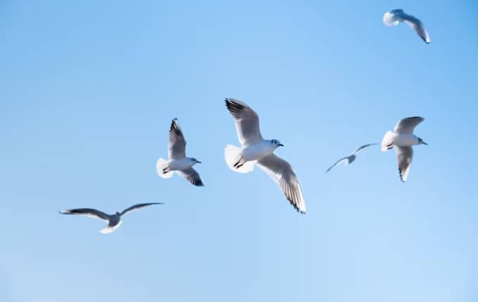 مكافحة الحمام والطيور | Bird control