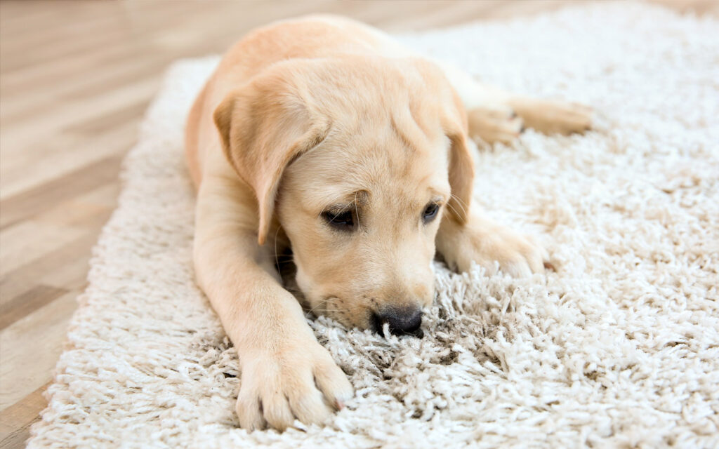 Guide to Clean Carpets