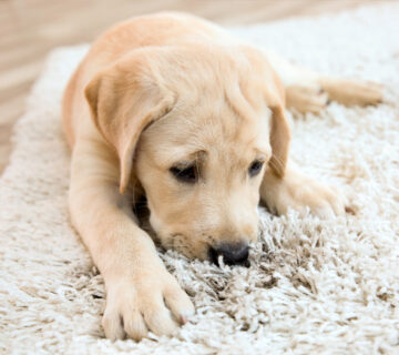 A Pet Owner's Guide to Clean Carpets: Expert Tips