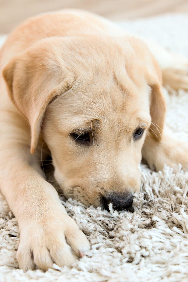 A Pet Owner's Guide to Clean Carpets: Expert Tips