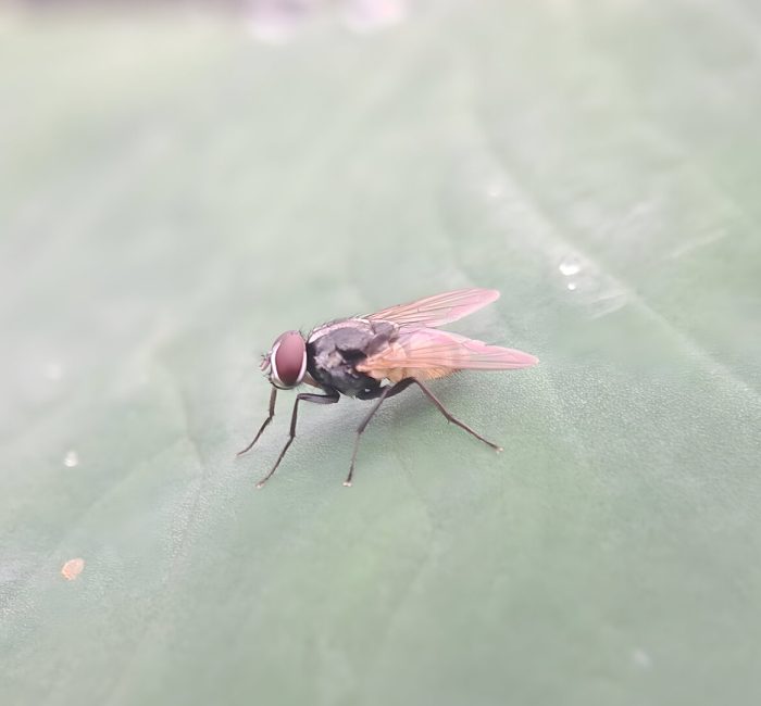 مكافحة الحشرات الطائرة | Flying insect control