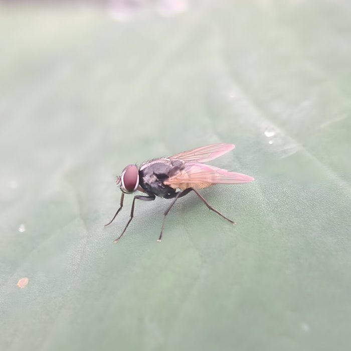 مكافحة الحشرات الطائرة | Flying insect control