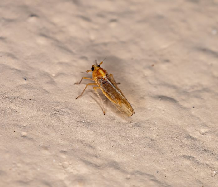 مكافحة الحشرات الطائرة | Flying insect control