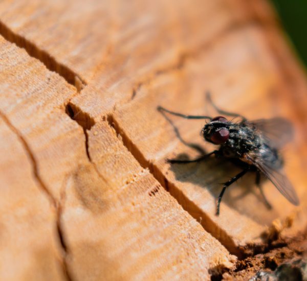 مكافحة الحشرات الطائرة | Flying insect control