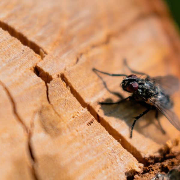 مكافحة الحشرات الطائرة | Flying insect control