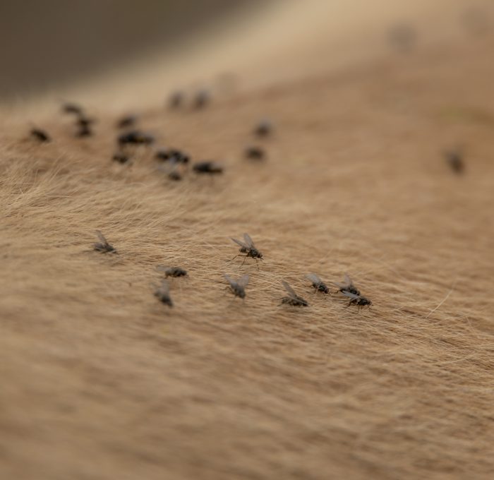 مكافحة الحشرات الطائرة | Flying insect control