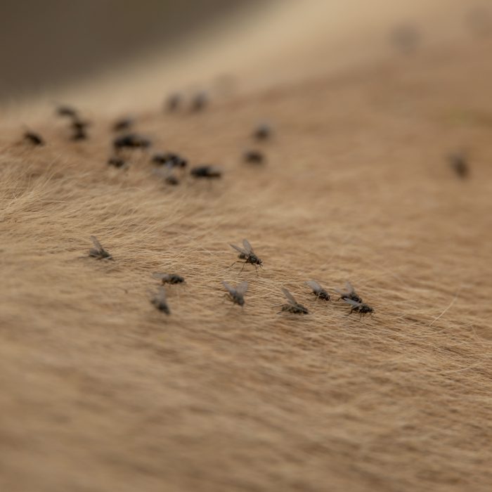 مكافحة الحشرات الطائرة | Flying insect control