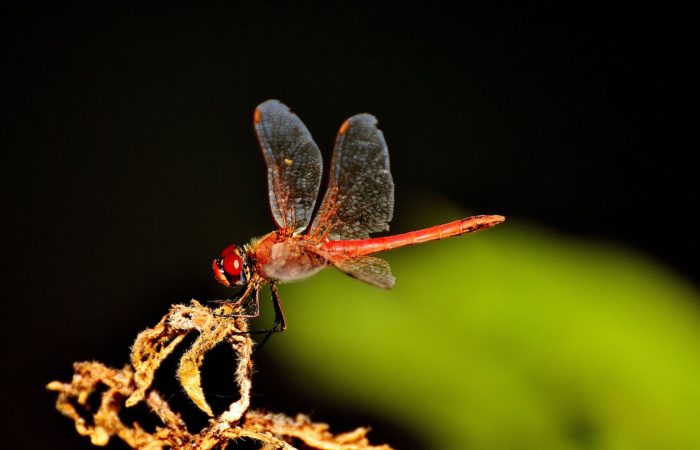 مكافحة الحشرات الطائرة | Flying insect control