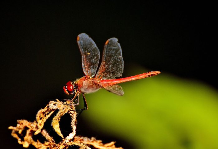 مكافحة الحشرات الطائرة | Flying insect control