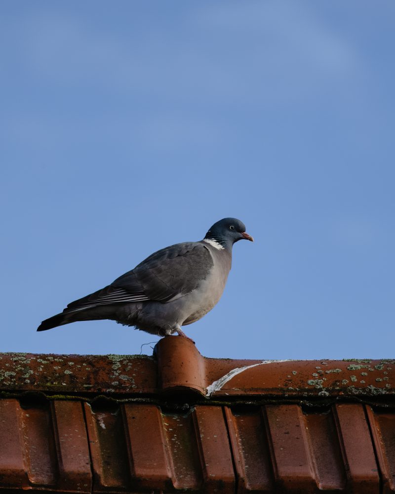 مكافحة الحمام والطيور | Bird control