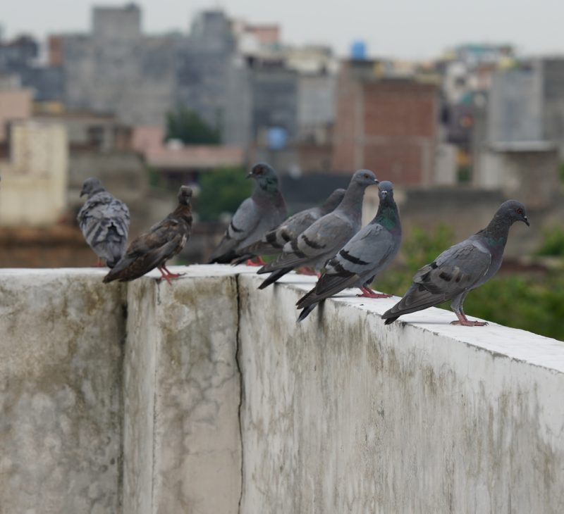 مكافحة الحمام والطيور | Bird control