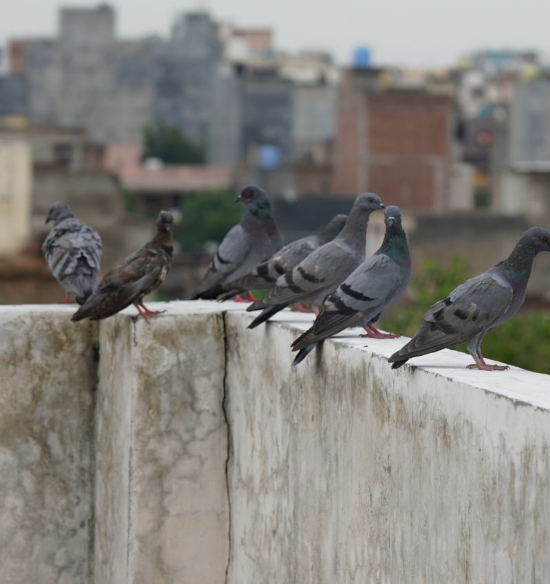 مكافحة الحمام والطيور | Bird control