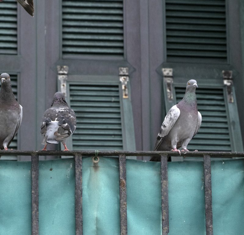 مكافحة الحمام والطيور | Bird control