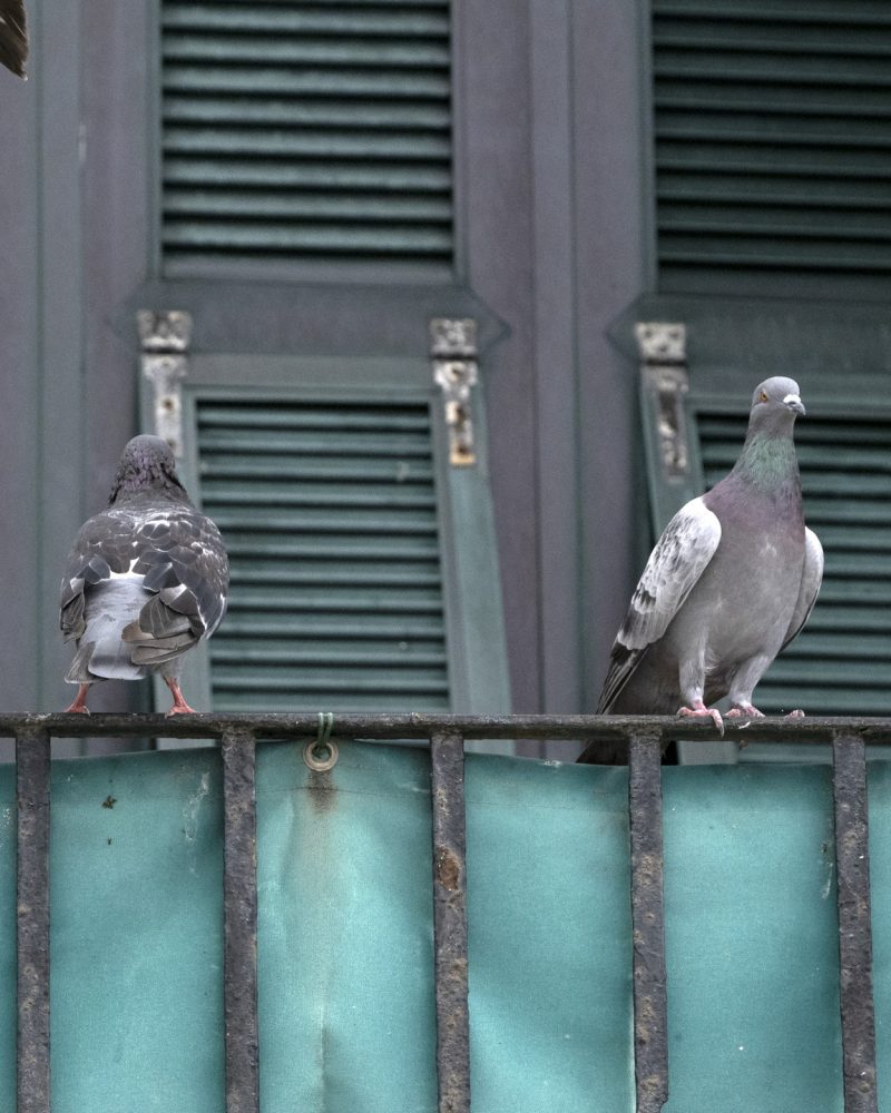 مكافحة الحمام والطيور | Bird control