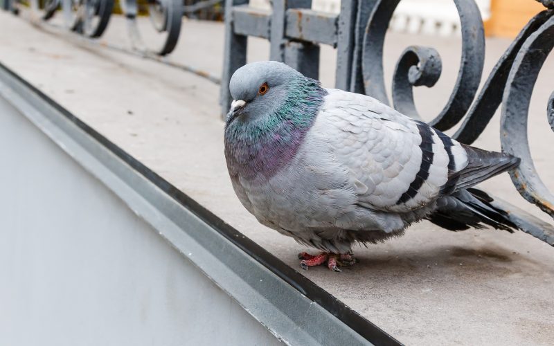 مكافحة الحمام والطيور | Bird control