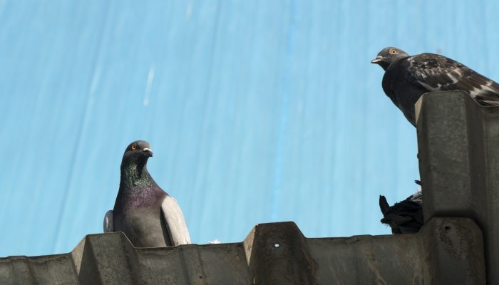 مكافحة الحمام والطيور | Bird control