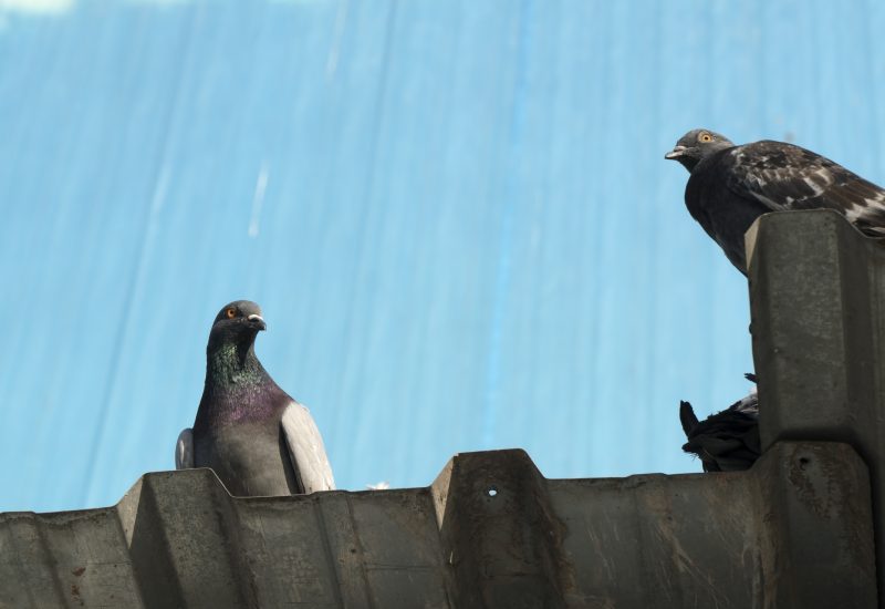 مكافحة الحمام والطيور | Bird control