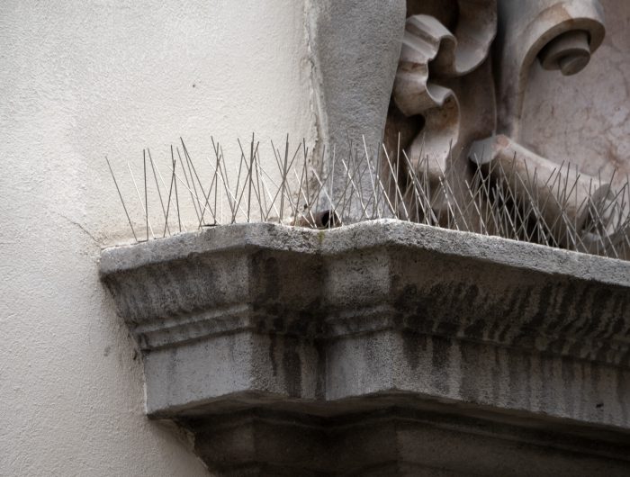 مكافحة الحمام والطيور | Bird control