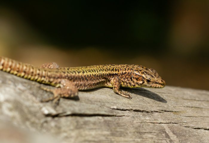 مكافحة السحالي | lizards control