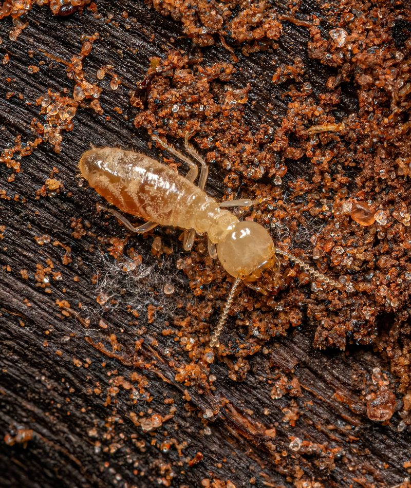 مكافحة النمل الابيض | Termite control