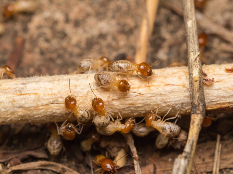 مكافحة النمل الابيض | Termite control