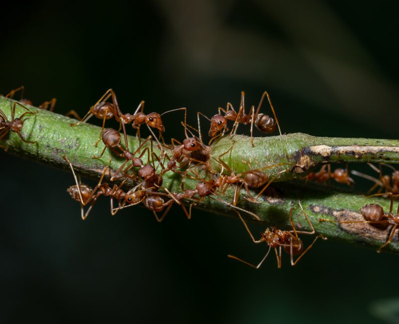 مكافحة النمل | Ant control