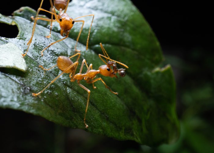 مكافحة النمل | Ant control