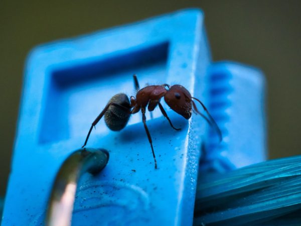 مكافحة الحشرات | pest control