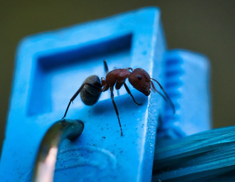 مكافحة الحشرات | pest control