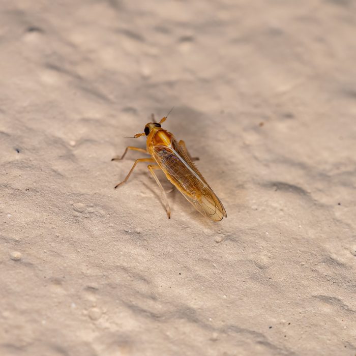 مكافحة الحشرات الطائرة | Flying insect control