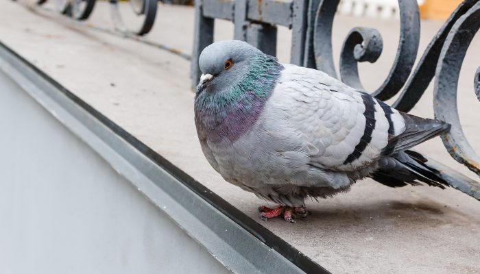 مكافحة الحمام والطيور | Bird control