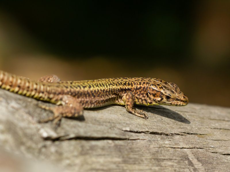 مكافحة السحالي | lizards control