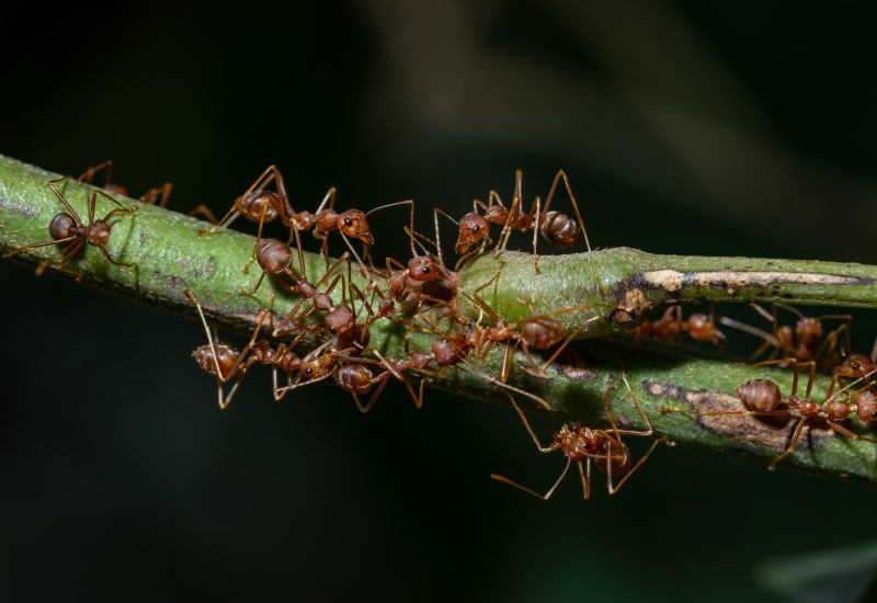 مكافحة النمل | Ant control