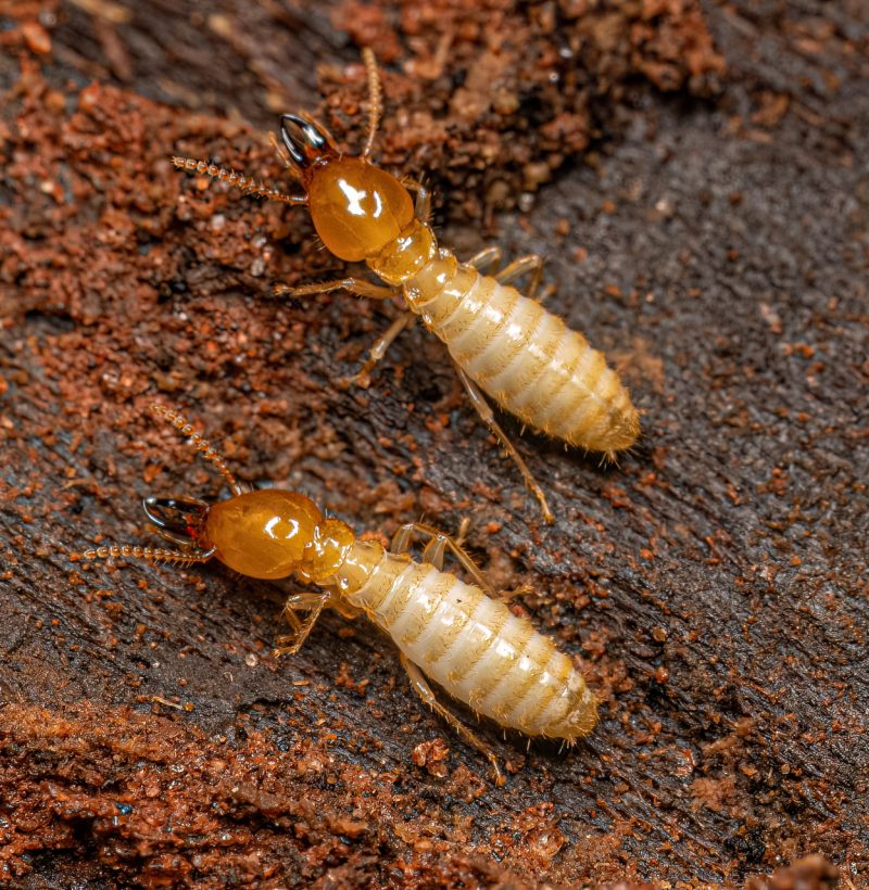 مكافحة النمل الابيض | Termite control