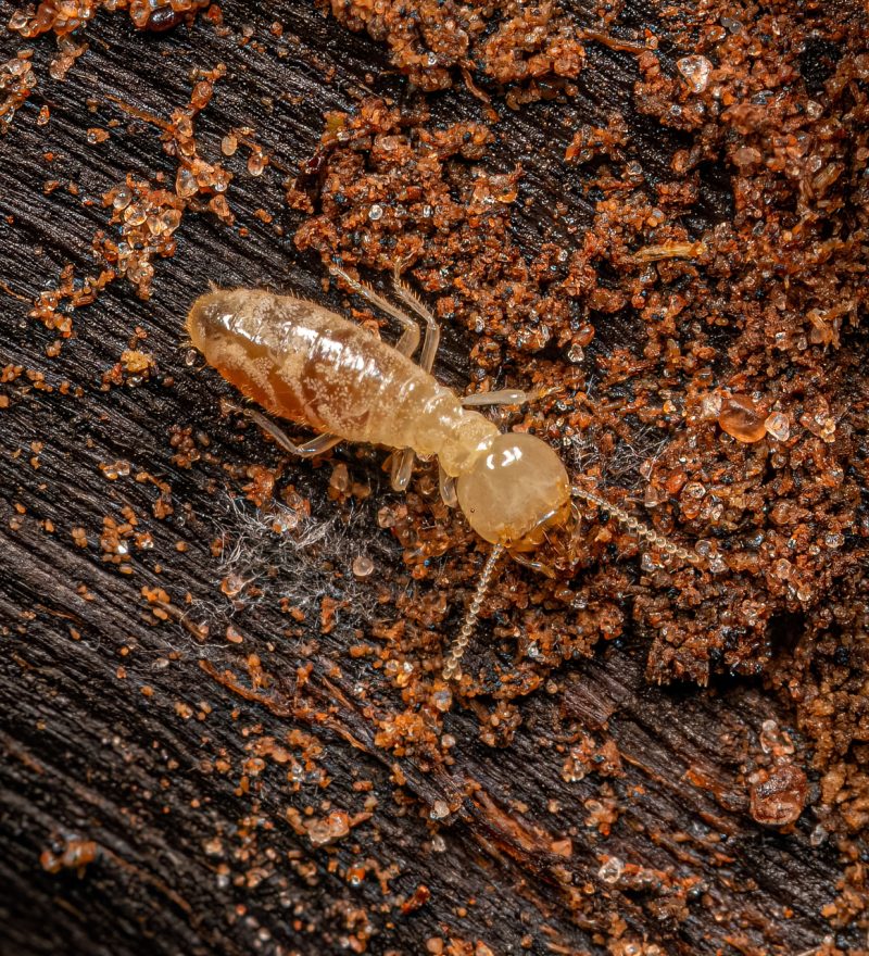 مكافحة النمل الابيض | Termite control