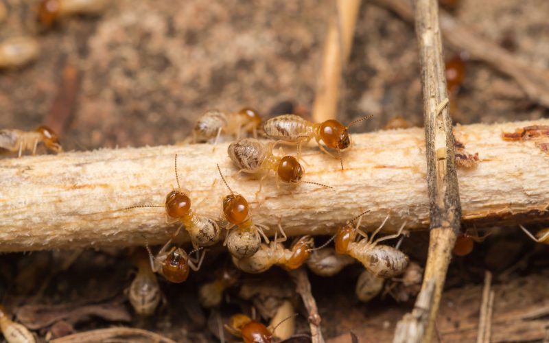 مكافحة النمل الابيض | Termite control