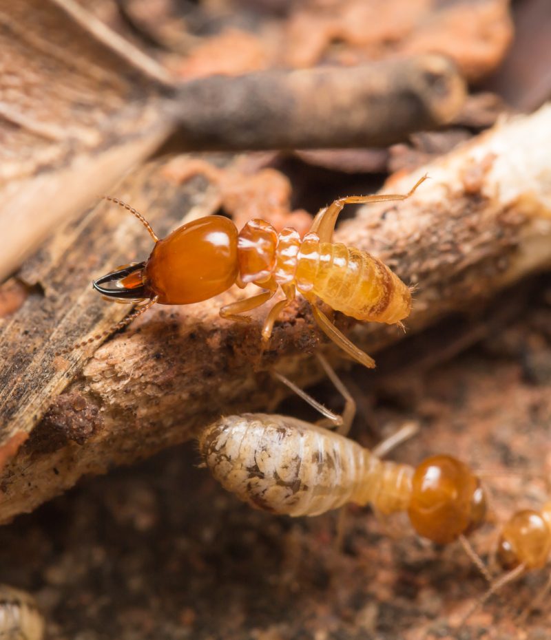 مكافحة النمل الابيض | Termite control