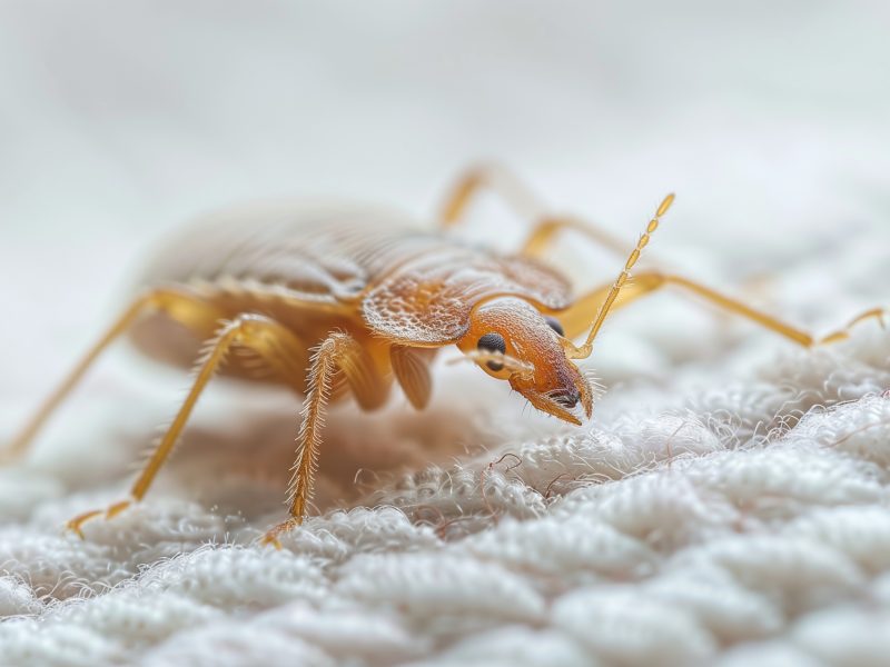 مكافحة بق الفراش | Bed bug control